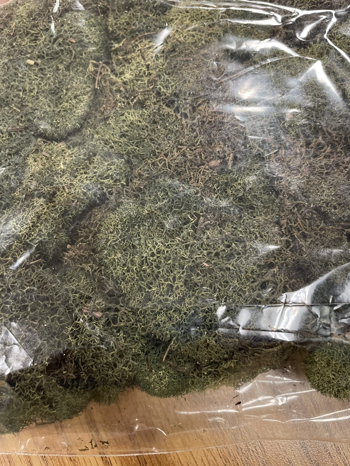 PRESERVED NATURAL REINDEER MOSS GREEN FOR CRAFTS VILLAGES & RAILROAD DISPLAYS