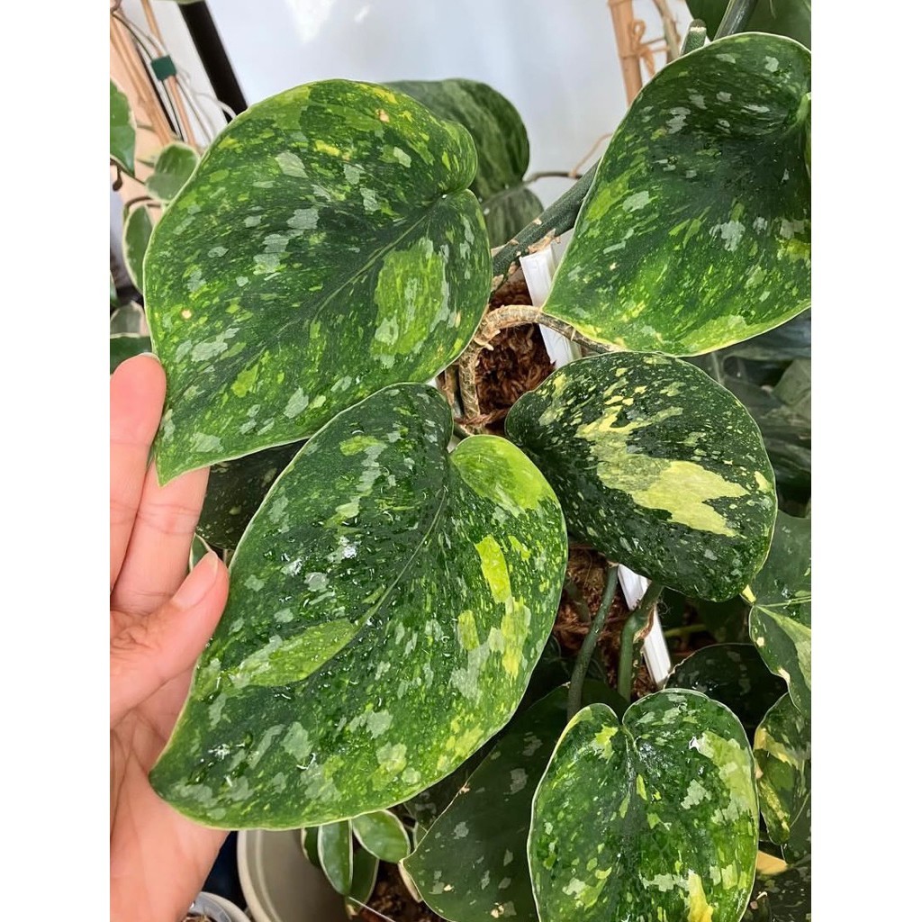 Scindapsus Baticon, Rare Variegated, Real Picture, Aroid Houseplant