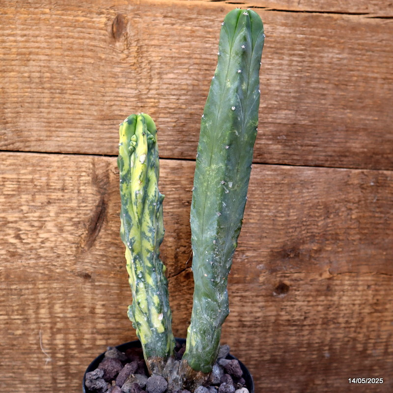 D4121 MYRTILLOCACTUS GEOMETRIZANS VARIEGATED pot12-H28-W9 cm MaMa Cactus