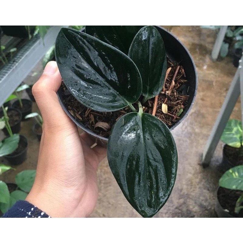 Scindapsus Dark Form Rare Deep Green Foliage Live Plant Grow in Pot