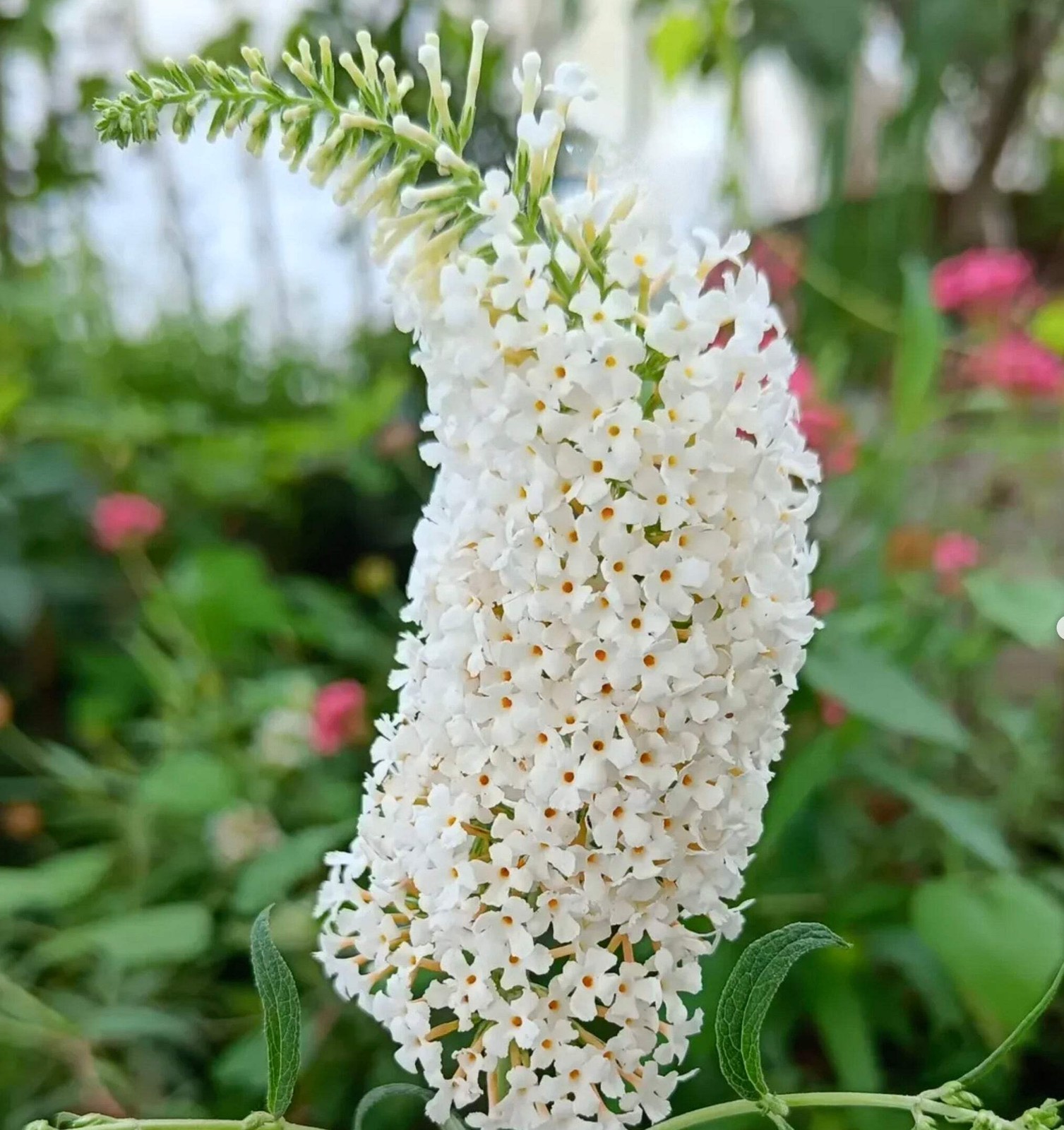 Buddleja davidii cv ‘White profusion’ 10-15cm | Butterfly bush – white Butterfly