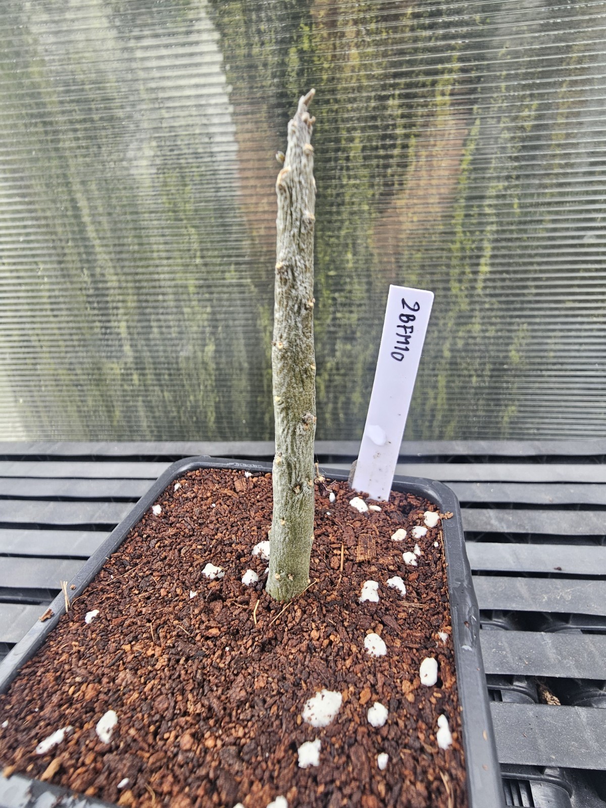 Rhytidocaulon macrolobum 2BFM10, no Stapelia, Huernia and Orbea