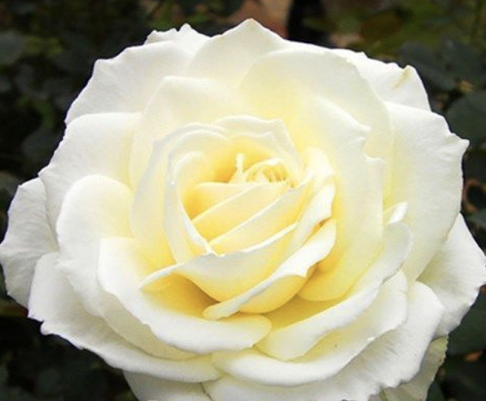 (10) CLASSIC ROSE SEEDS perennial flower garden plant bush tea USA SELLER TRACK