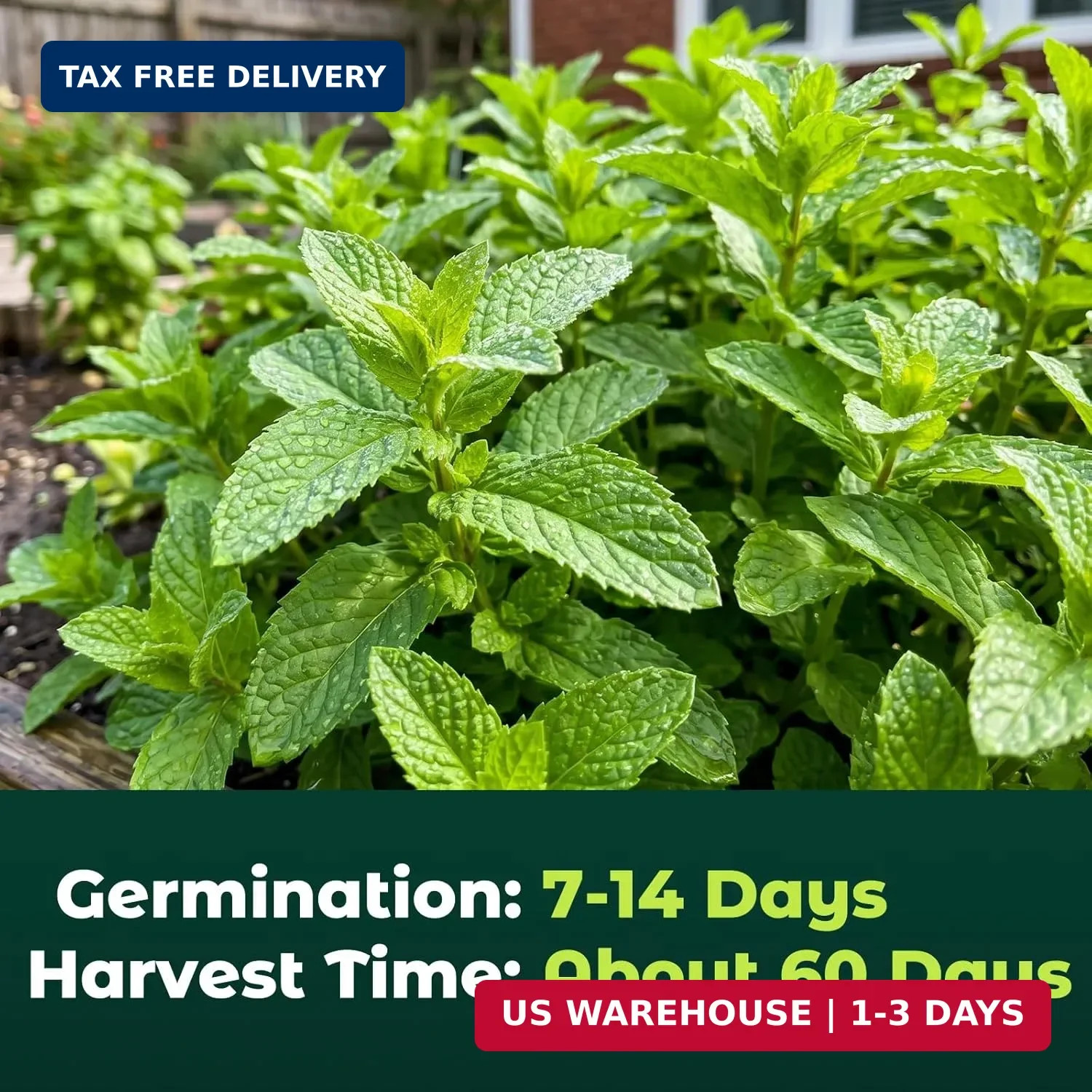 3000 Peppermint Seeds for Planting Indoors & Outdoors – Premium Non-GMO Heirloom