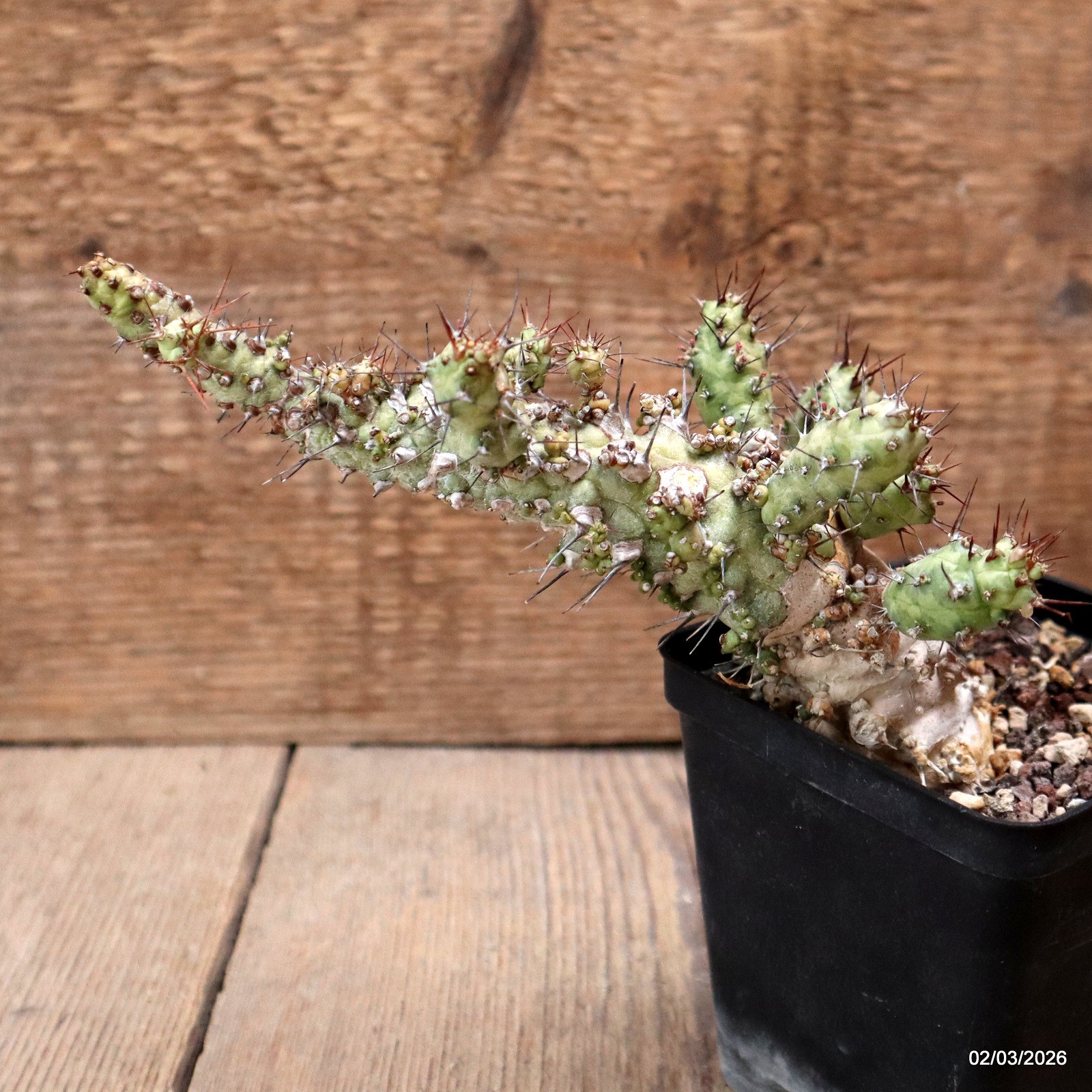 D7943 EUPHORBIA SP. CAPGUARDAFUI pot9-H19-W8 cm MaMa Cactus