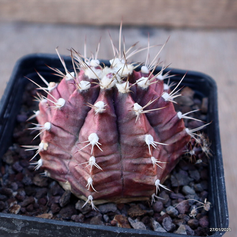 A8468 GYMNOCALYCIUM MIHANOVICHII pot9-H6-W8 cm MaMa Cactus