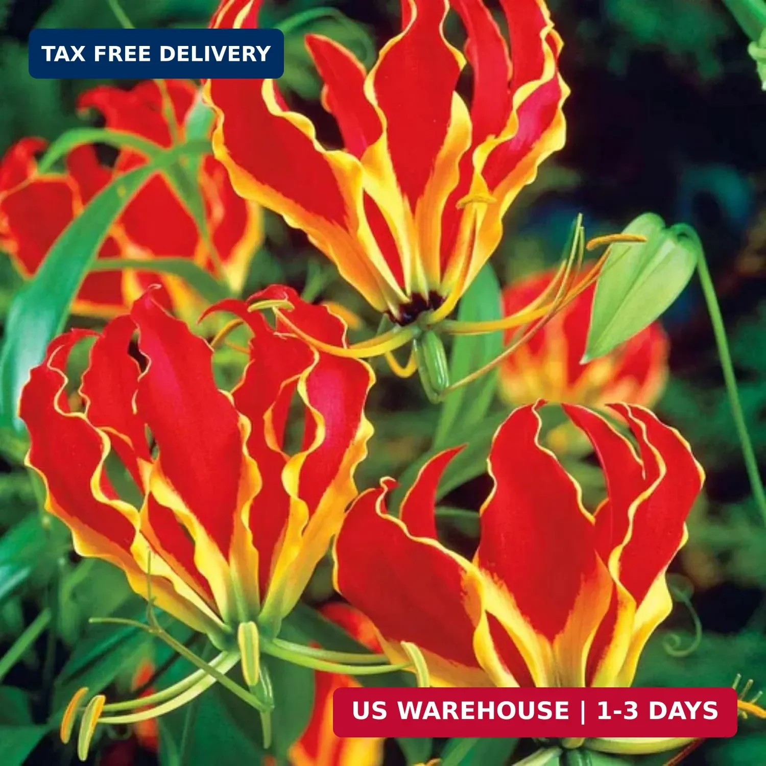 30+ Flame Lily Seeds for Planting – Gloriosa Superba Heirloom Non-GMO Seeds for