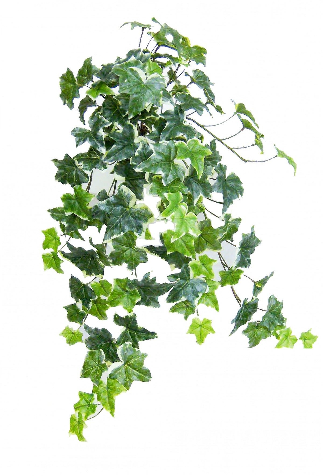 VARI. Green Real Touch Sage Ivy Hanging Bush , 26″ H, with 108 Leaves, 12 Stems
