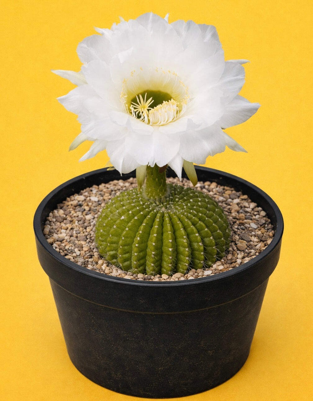 Echinopsis mamillosa 10 SEEDS – Rare Cactus SEEDS