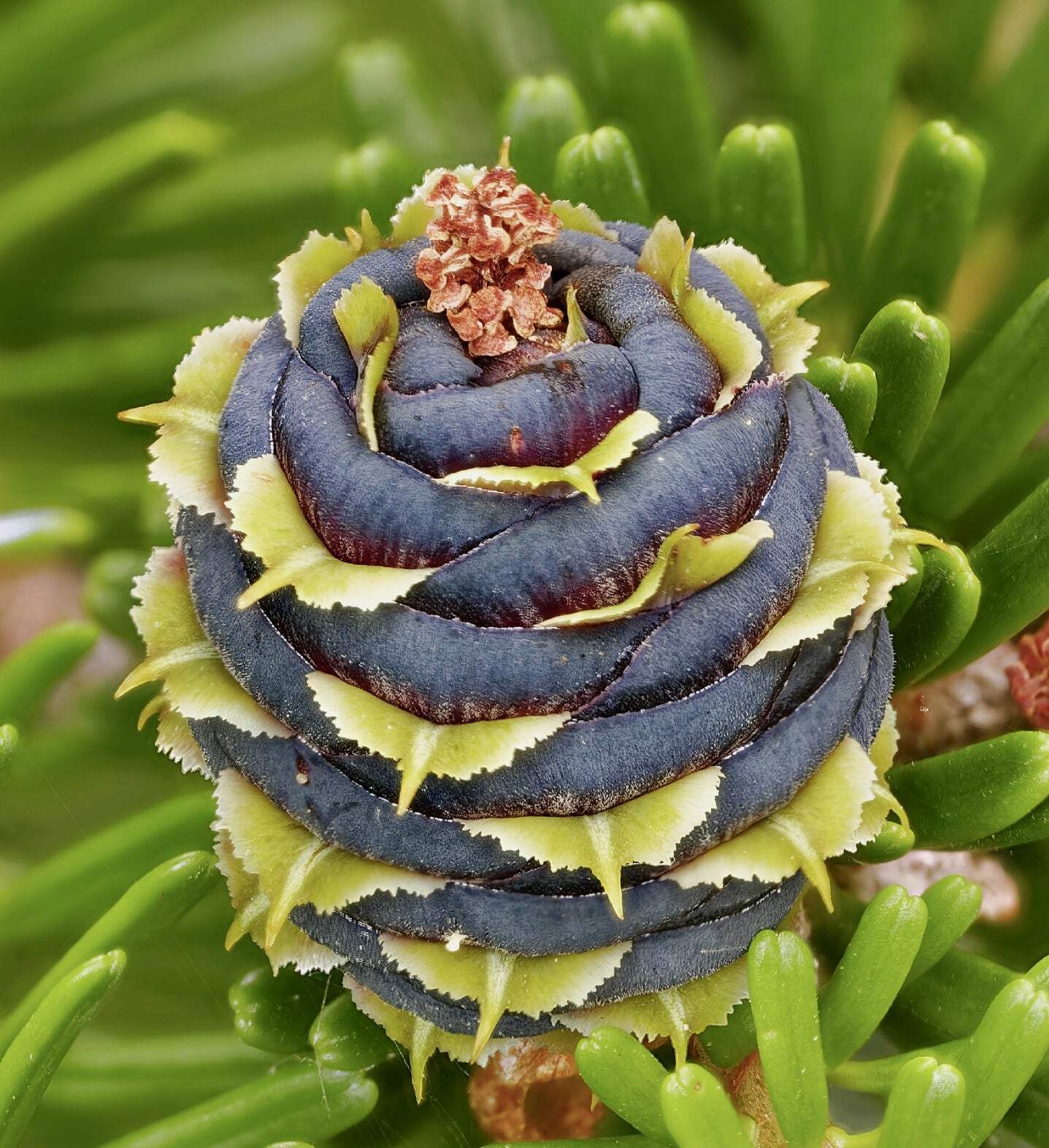 Abies koreana – Korean fir | Korean pine