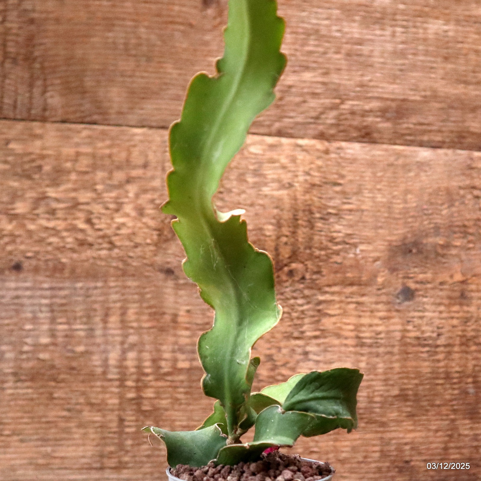 D7667 EPIPHYLLUM ANGULIGER CURLY pot6,5-H19-W11 cm MaMa Cactus