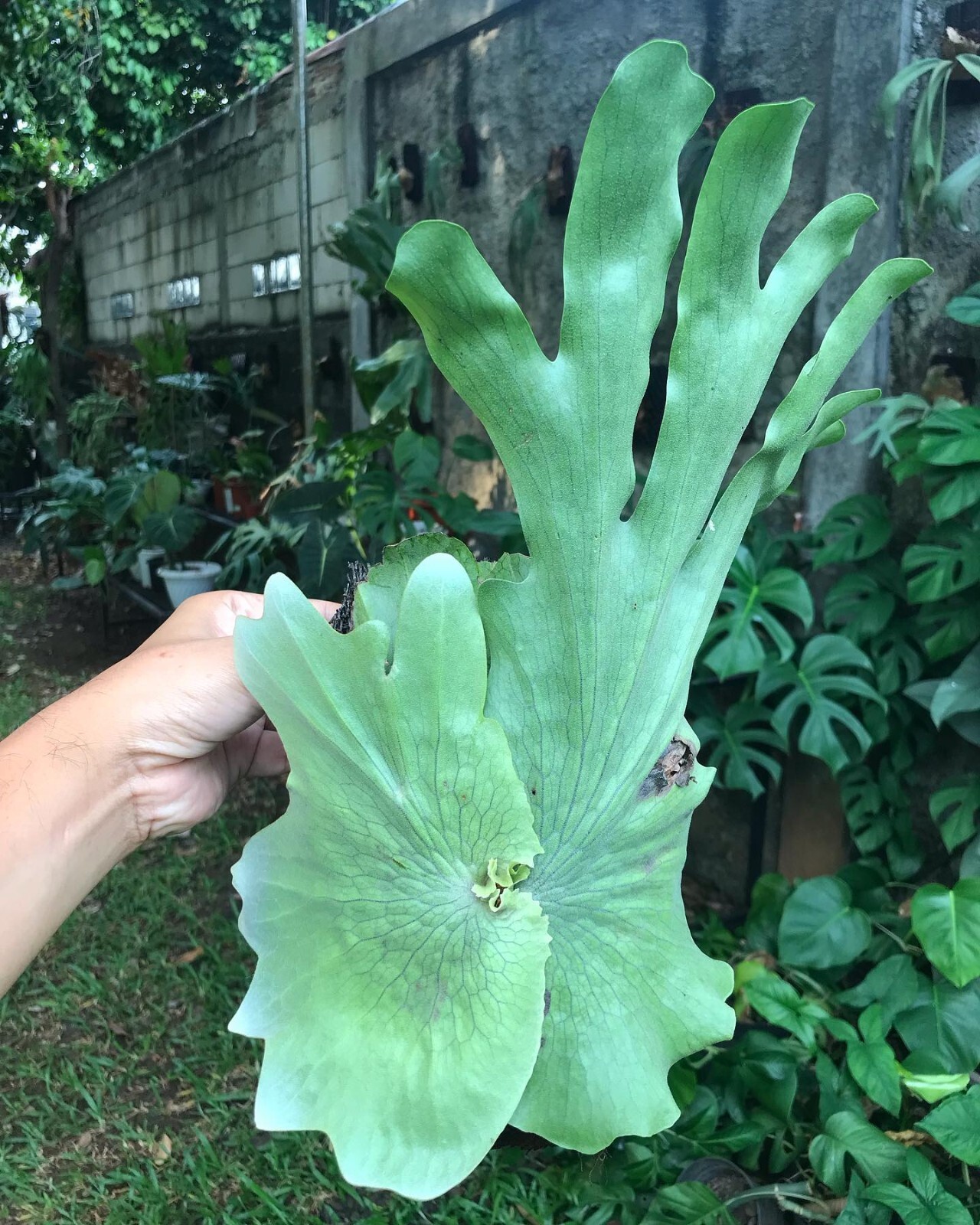 Platycerium Wandae papua sp + Phytosanitary Cert