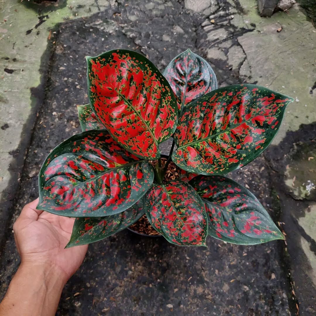 Aglaonema Red Spider – Rare Plant