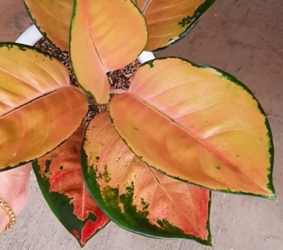 Real Pict Aglaonema Sultan Brunei Rare Plant