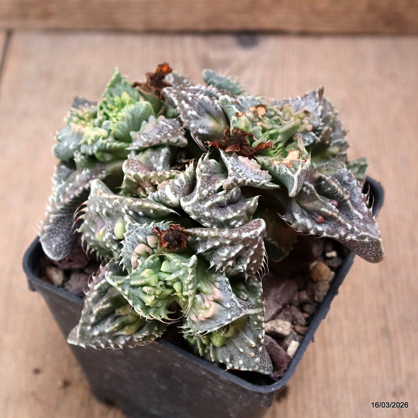 D8070 FAUCARIA TIGRINA MONSTER pot9-H7-W13 cm MaMa Cactus