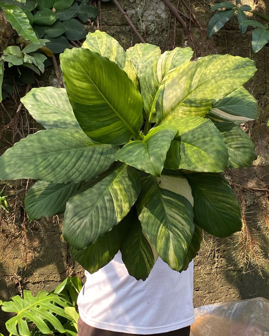 Spathypillum Sensation Variegated Very Beauty Real Picture Big Size