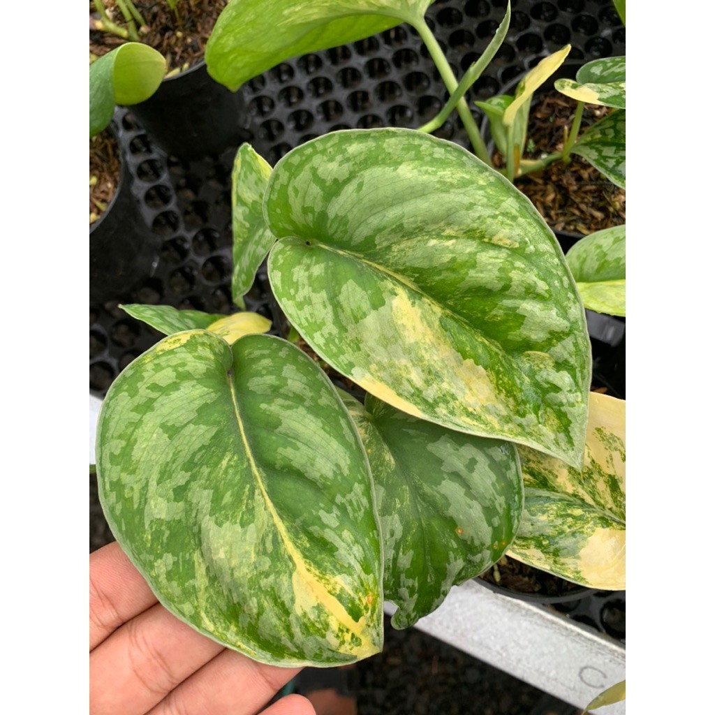 Scindapsus Andalas, Rare Variegated, Real Picture, Aroid Houseplant
