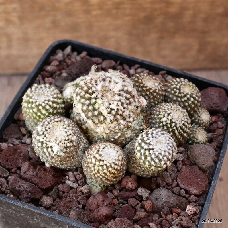 D4782 COPIAPOA LAUII pot10-H5-W9 cm MaMa Cactus