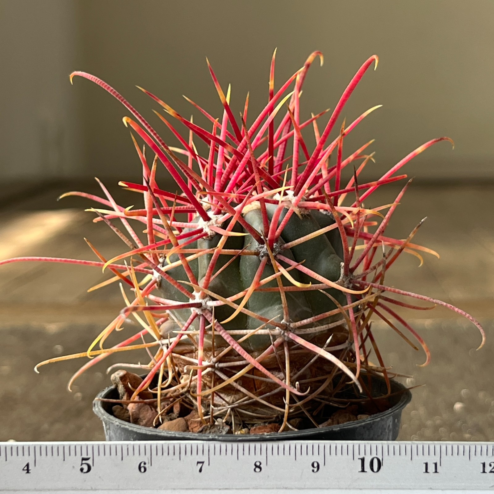 A40-2004 Ferocactus gracilis, BKLM1000, Baja Cal. Mex, own root