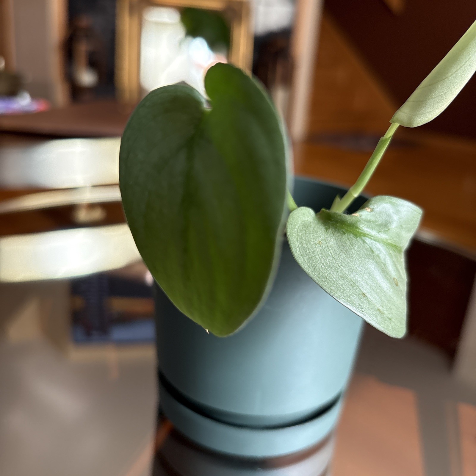 Scindapsus Silver Hero or Platinum – Live Plant Growing in green pot.