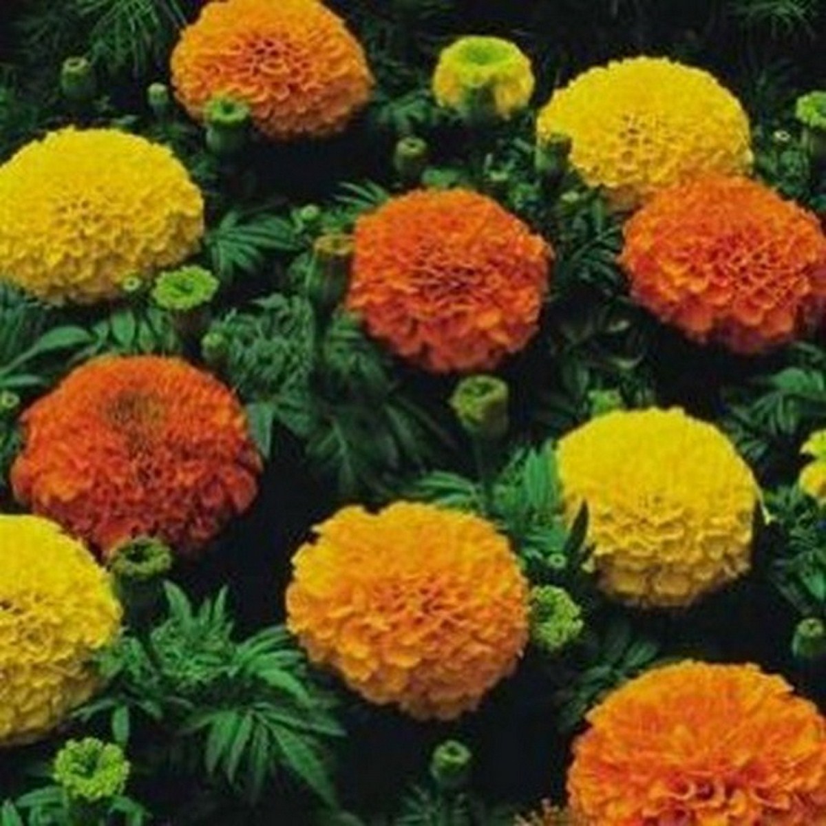 MARIGOLD – SIERRA MIX – Tagetes Erecta – 100 SEEDS – DROUGHT TOLERANT