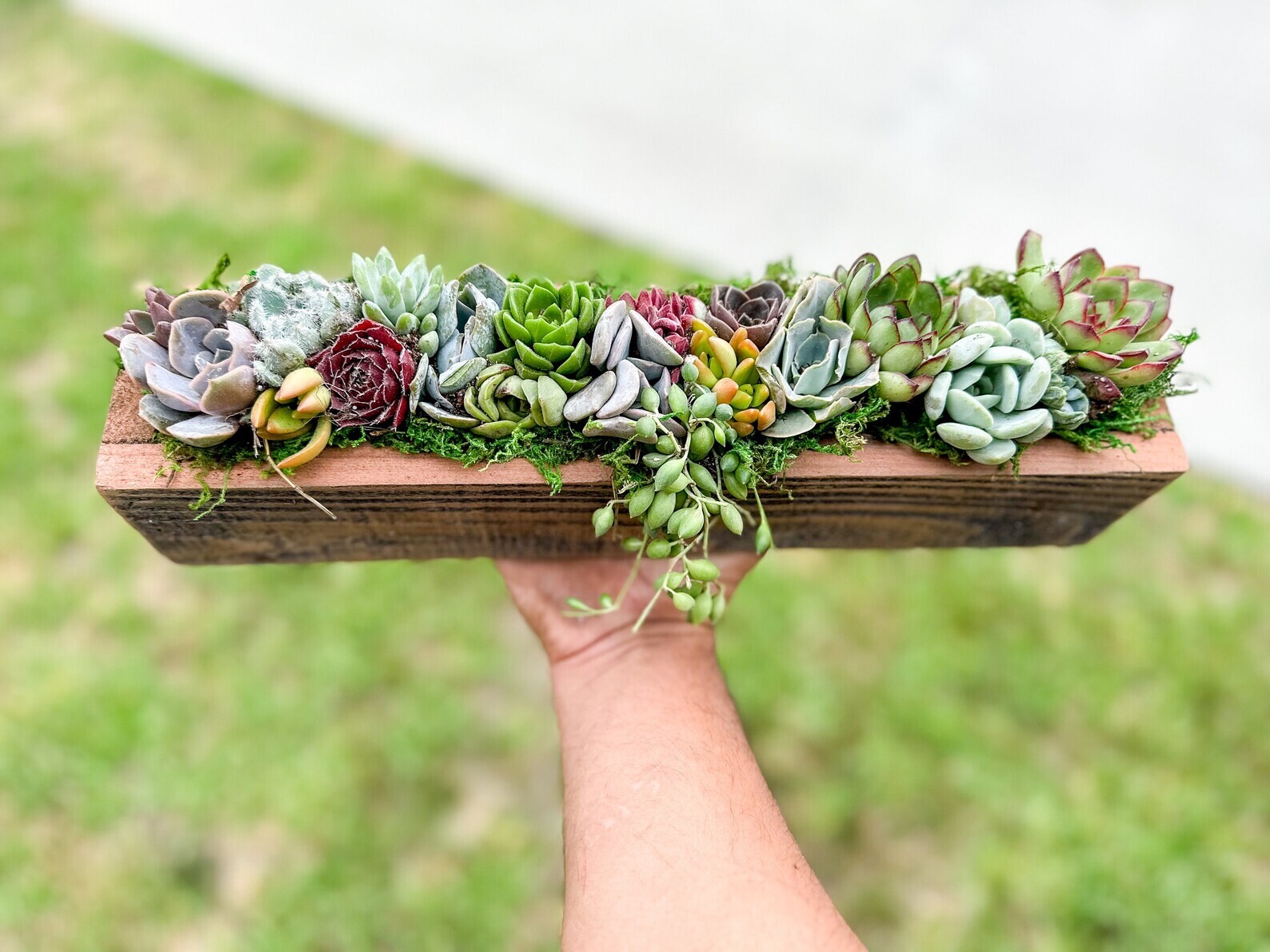 Live Succulent Arrangement Planter, Real Succulents, Centerpiece, Sympathy Gift