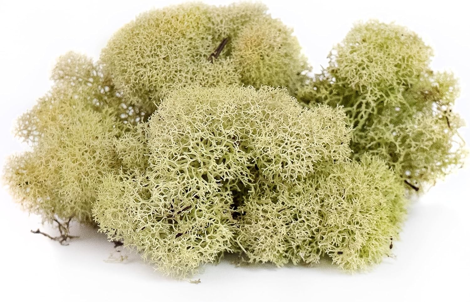 Super Moss 25116 Reindeer Preserved Green 2oz