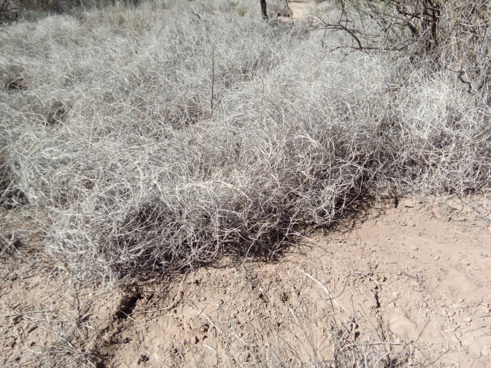 All sizes of dried burmuda grass 6″-12″, in handful bunches.