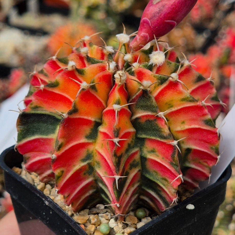 Gymnocalycium mihanovichii f.variegata VVG39 20seeds harvest 2025