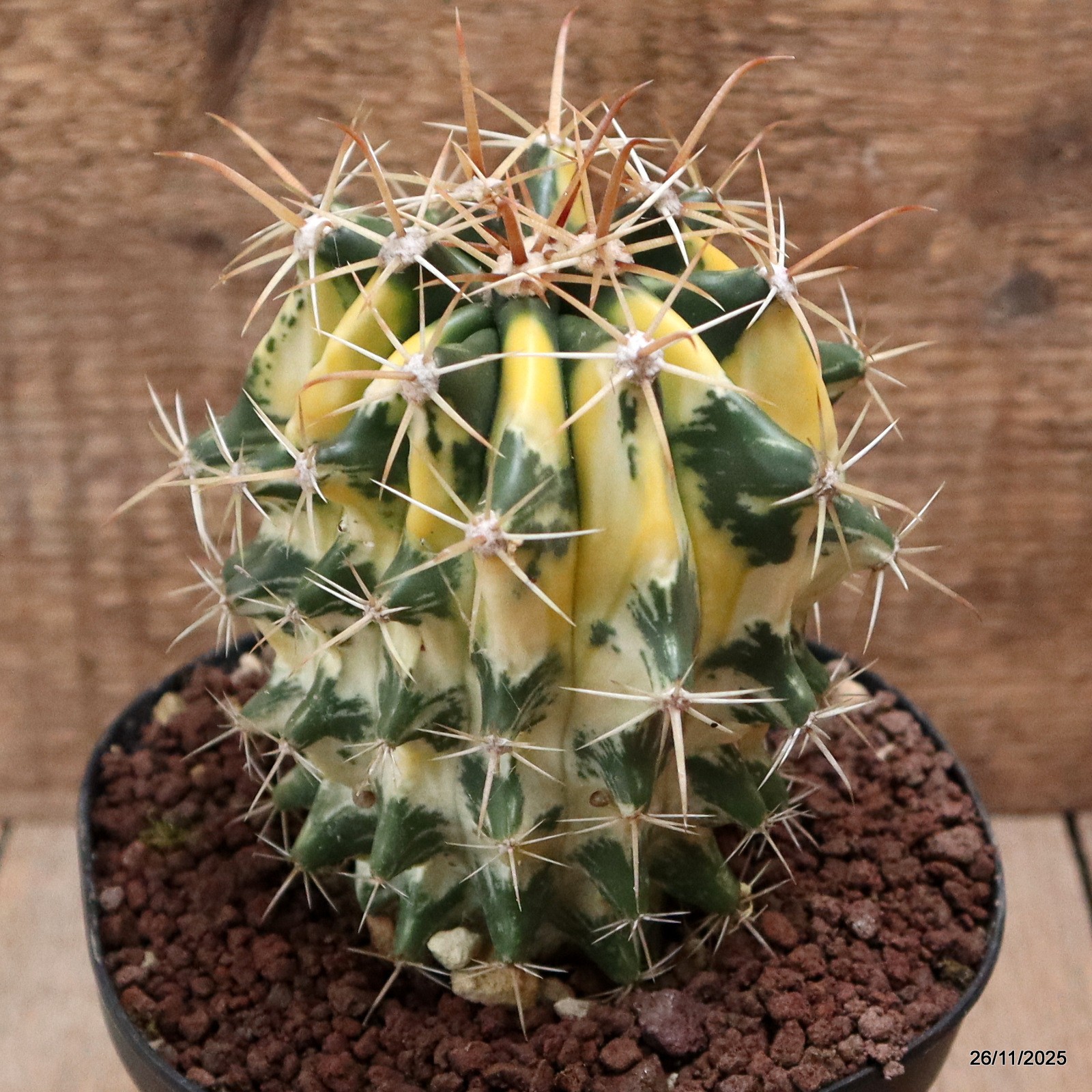 D7549 FEROCACTUS HYBRID VARIEGATED pot14-H13-W10 cm MaMa Cactus