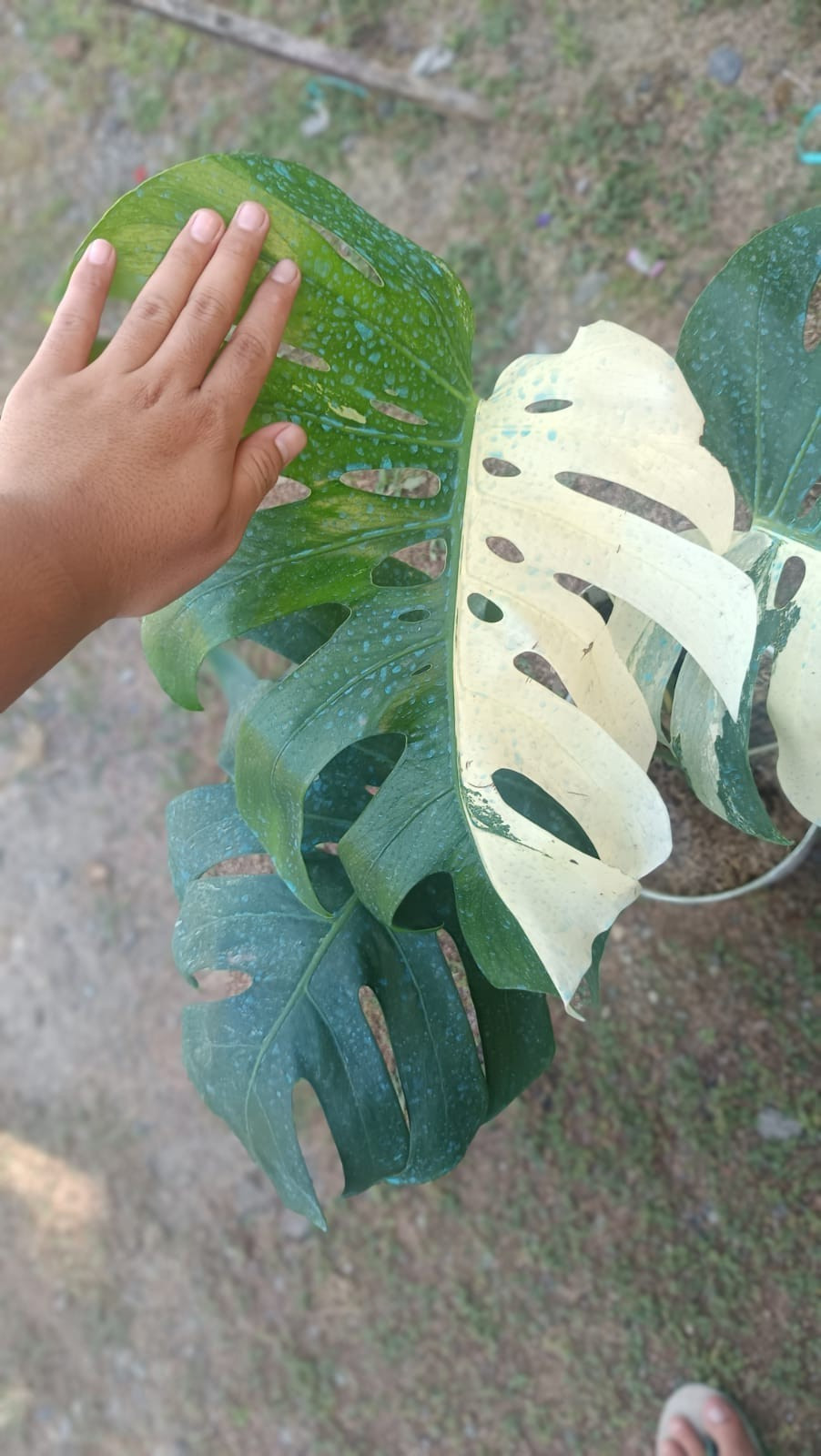 Real Picture Monstera Albo Halfmoon Variegated 5 Leaves Mature Size