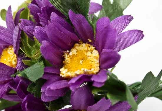 Short Royal Purple African Daisy Bouquets- 2 Packs of 6 Bouquets- 12 T
