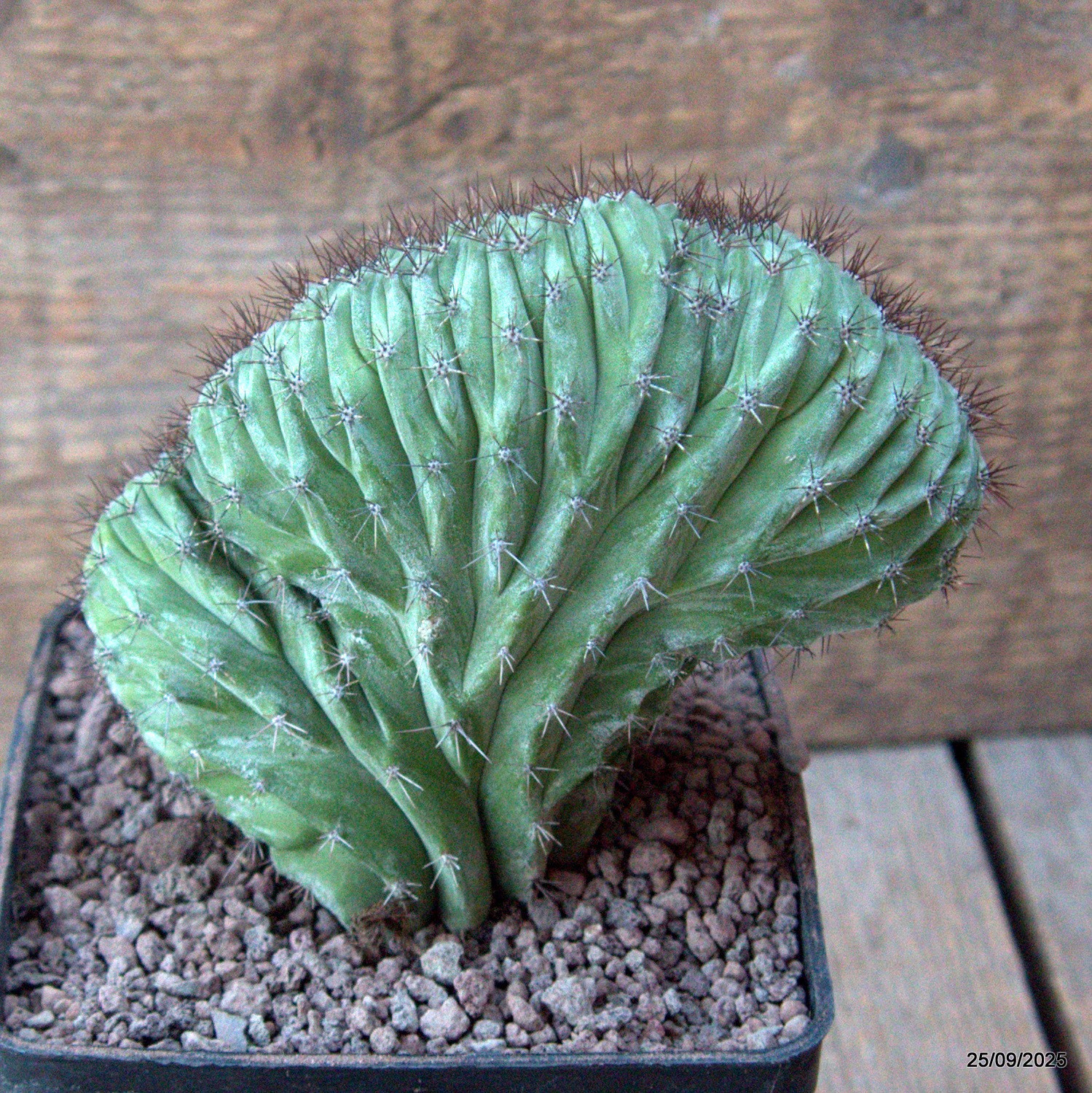 D6657 POLASKIA CHICHIPE CRESTED pot10-H11-W12 cm MaMa Cactus