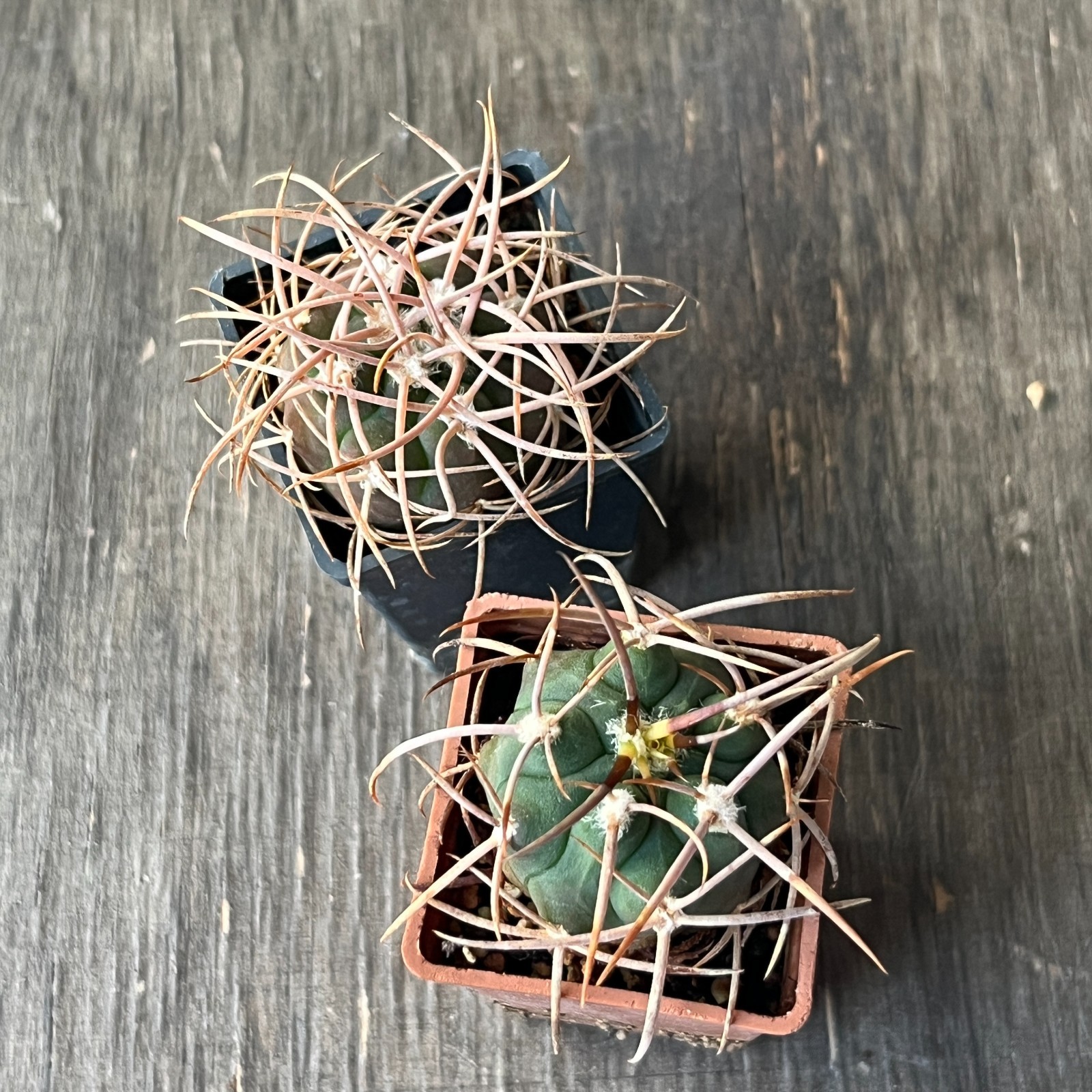A50-1498 Gymnocalycium polycephalum, own root seedlings, 2 pieces