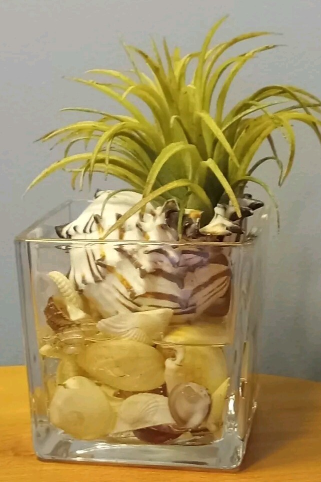 Air Plant Decorative Faux Tilandsia In Murex Shell Glass Container Arrangement