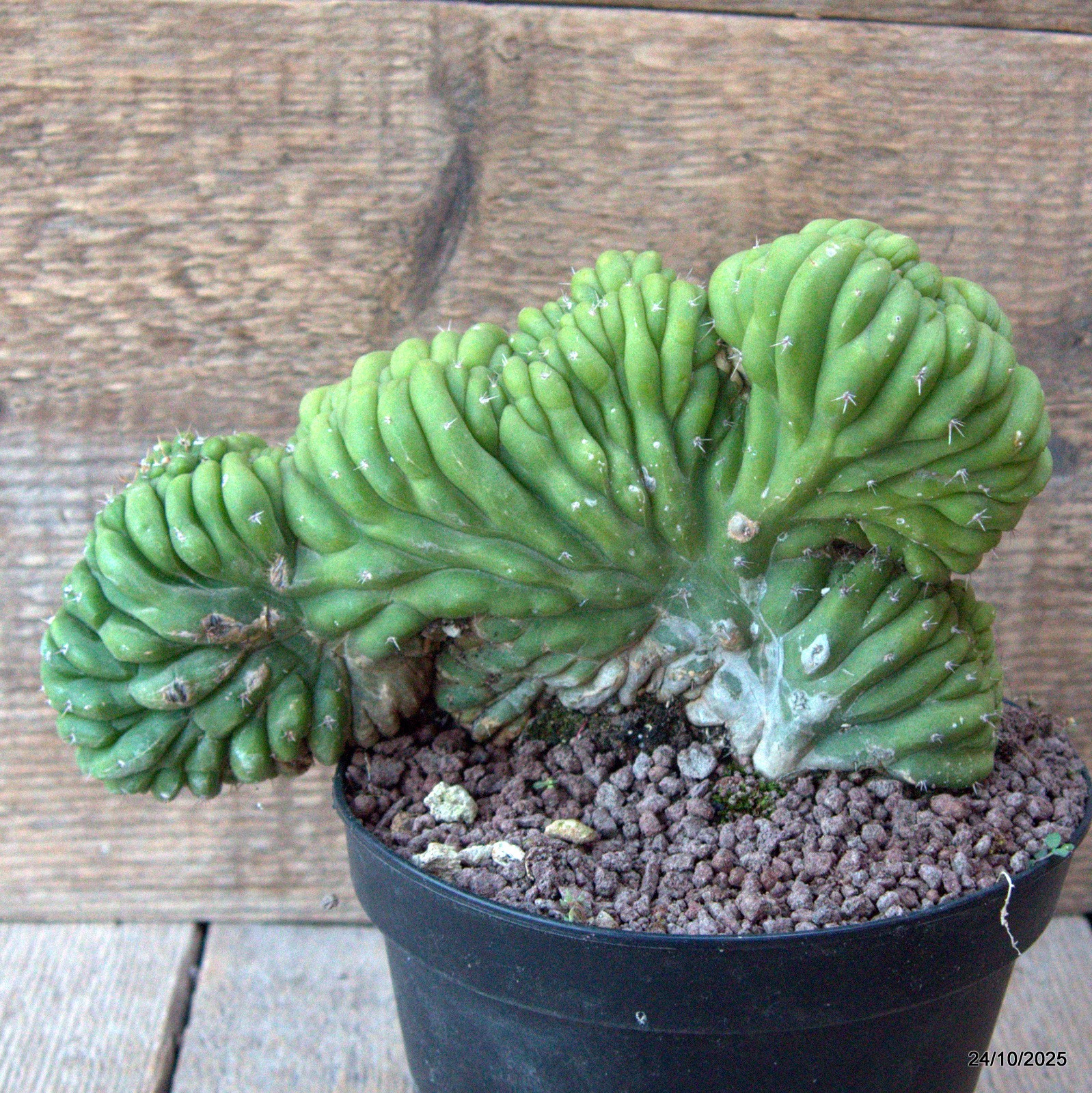 D7176 CEREUS PACHA. CRESTED pot14-H13-W22 cm MaMa Cactus