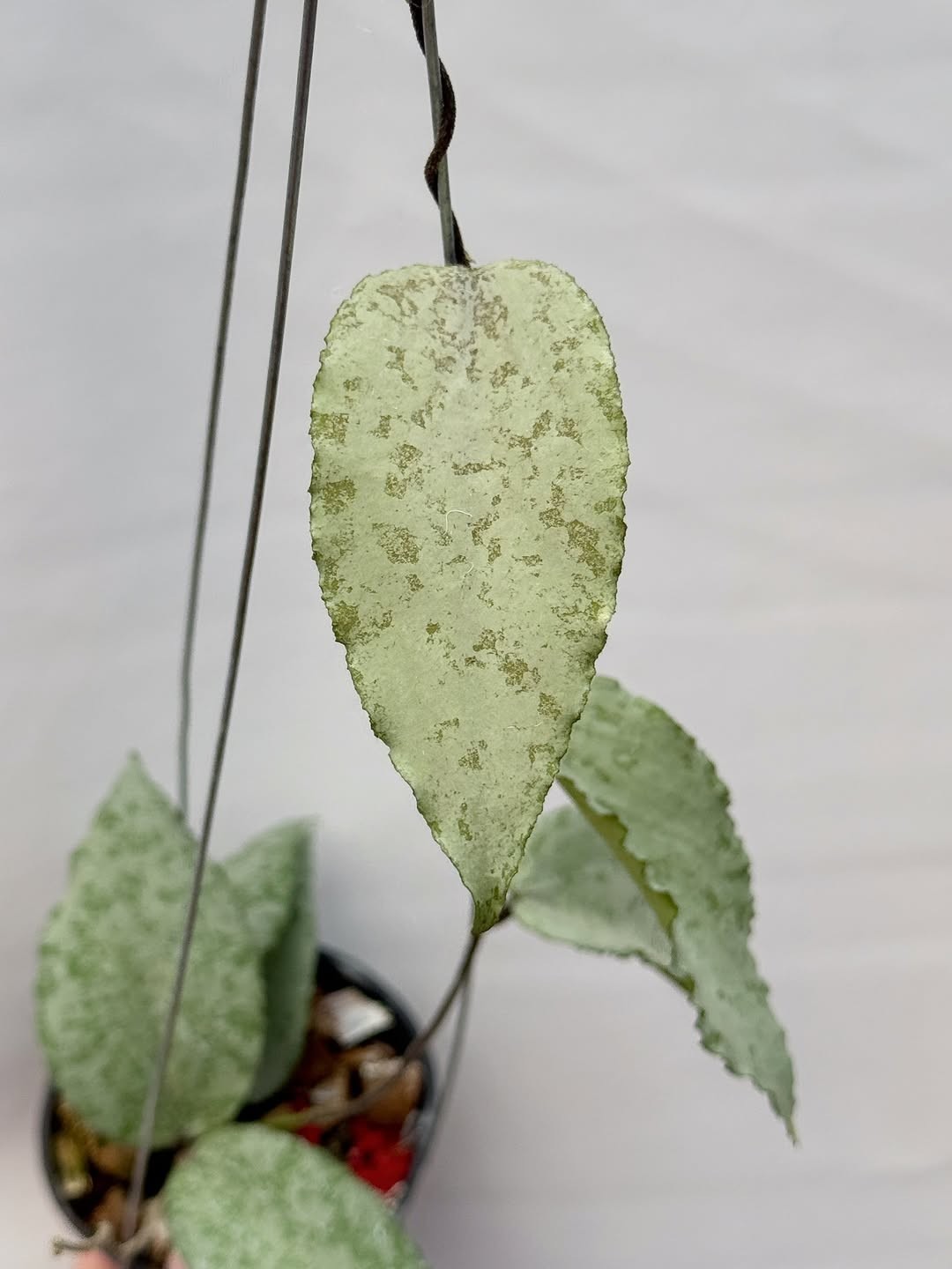 HOYA CAUDATA SILVER SPLASH SP ACEH Real Picture Rare Plant