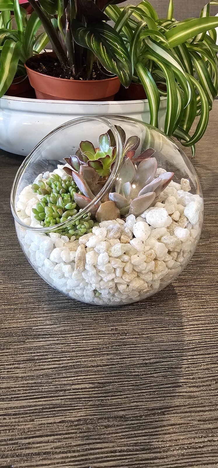 DIY Succulent Arrangement in Glass Bowl with Decorative Pebbles | Perfect Indoor