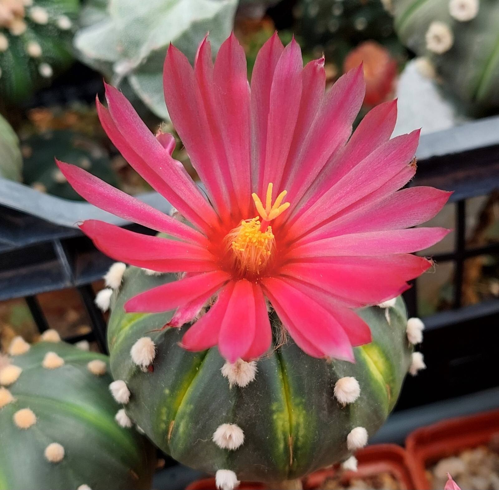 Astrophytum asterias ‘Akabana’ 100seeds harvest 2025