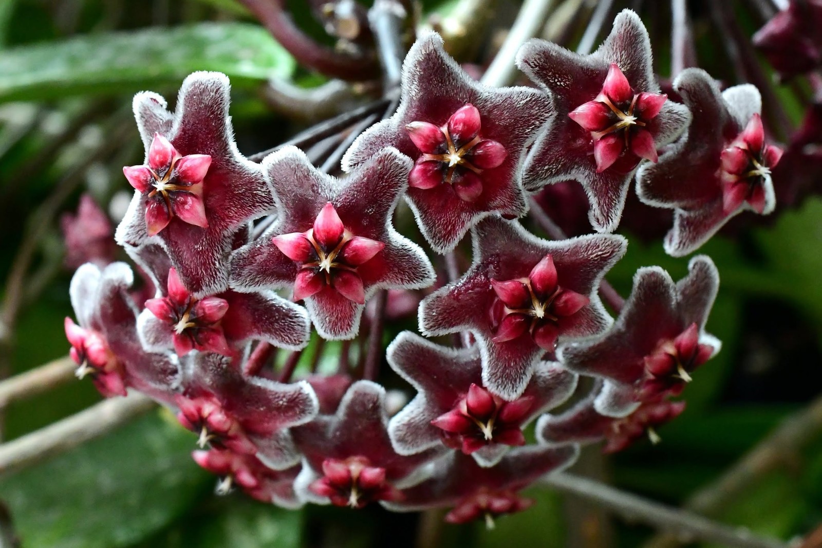 Hoya Globulifera Rare Variegated, Real Picture, Aroid Houseplant