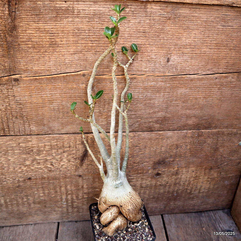 D4083 ADENIUM OBESUM pot10-H37-W11 cm MaMa Cactus