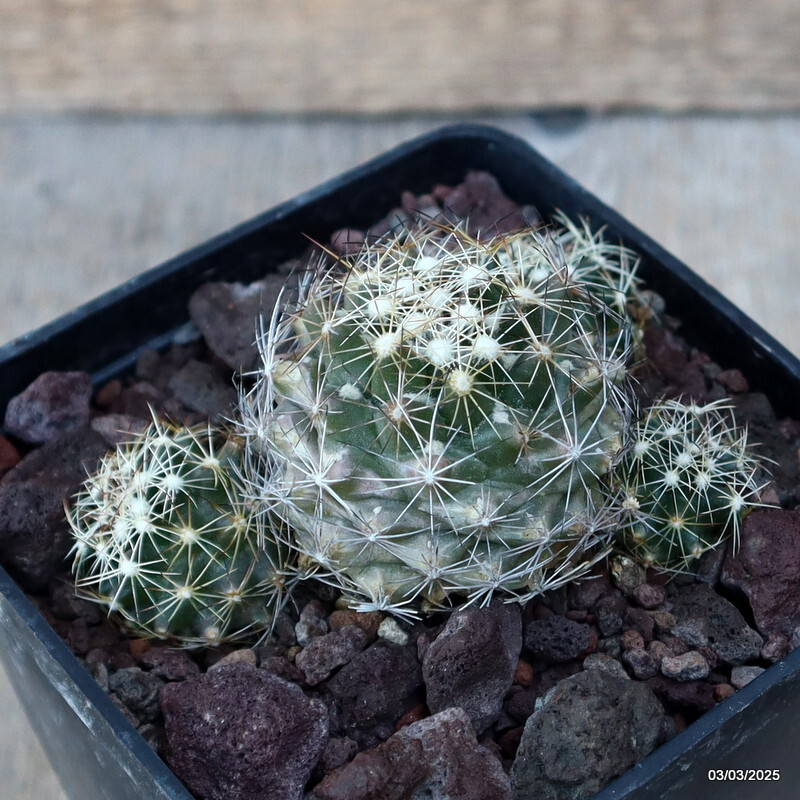 D3626 CORYPHANTHA CALIPENSIS pot10-H5-W9 cm MaMa Cactus