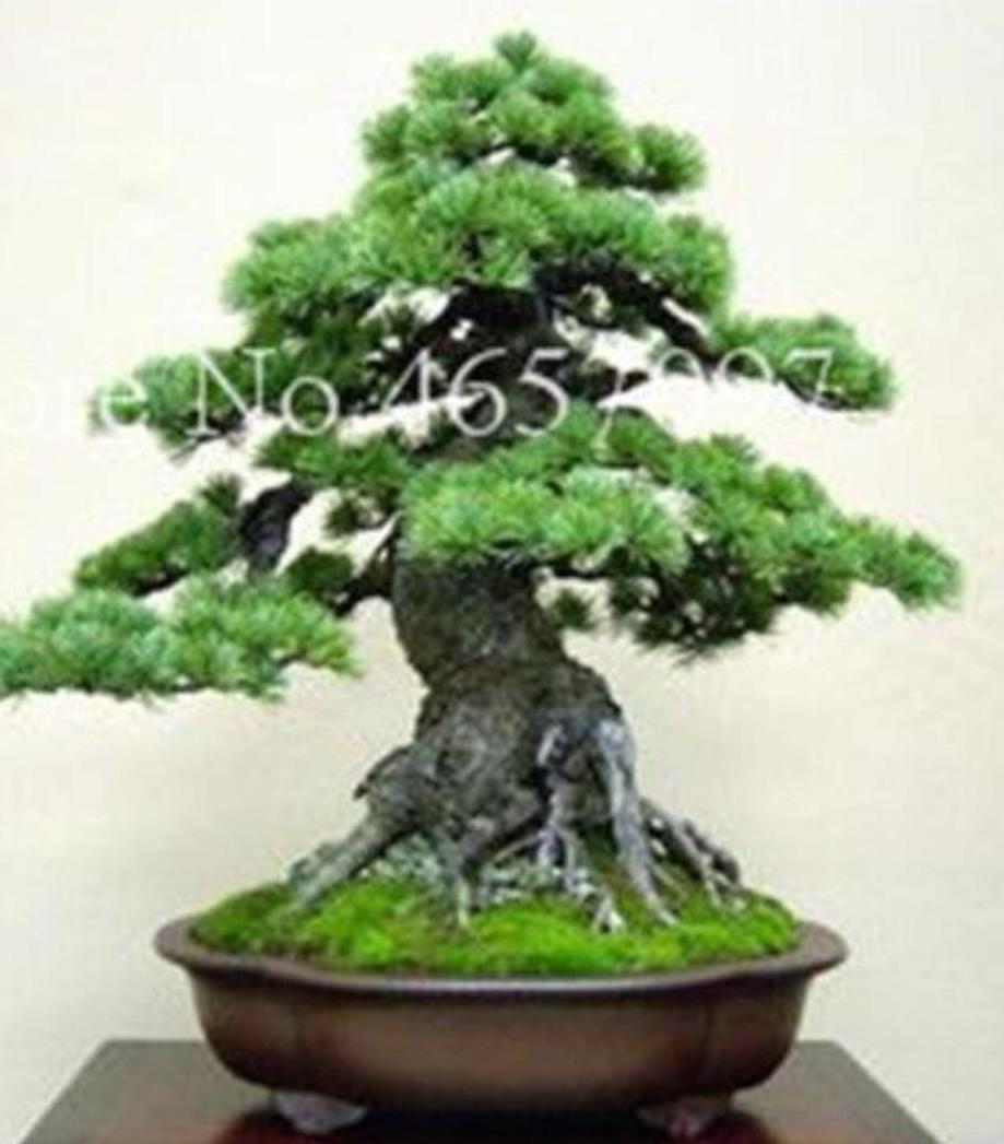 (10) BONSAI PINE TREE SEEDS rare exotic home garden mini dwarf USA SELLER TRACK