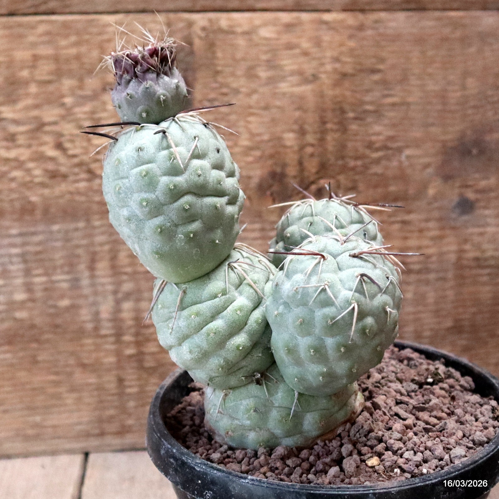 D8032 TEPHROCACTUS GEOMETRICUS 5 BALLS pot14-H17-W11 cm MaMa Cactus