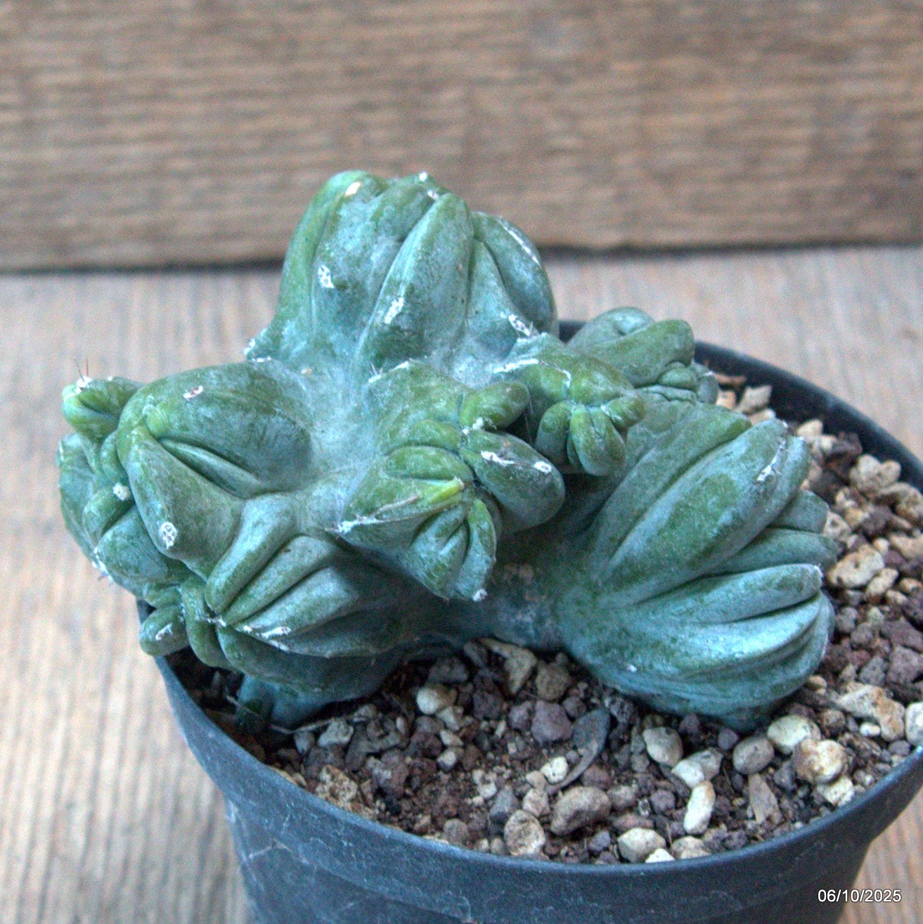 D6888 MYRTILLOCACTUS GEOMETRIZANS CRESTED pot10-H7-W9 cm MaMa Cactus