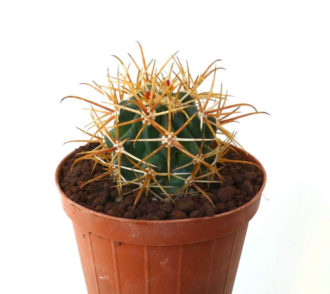 Ferocactus chrysacanthus DARK YELLOW SELECTED SPINES – Golden barrel cactus | So