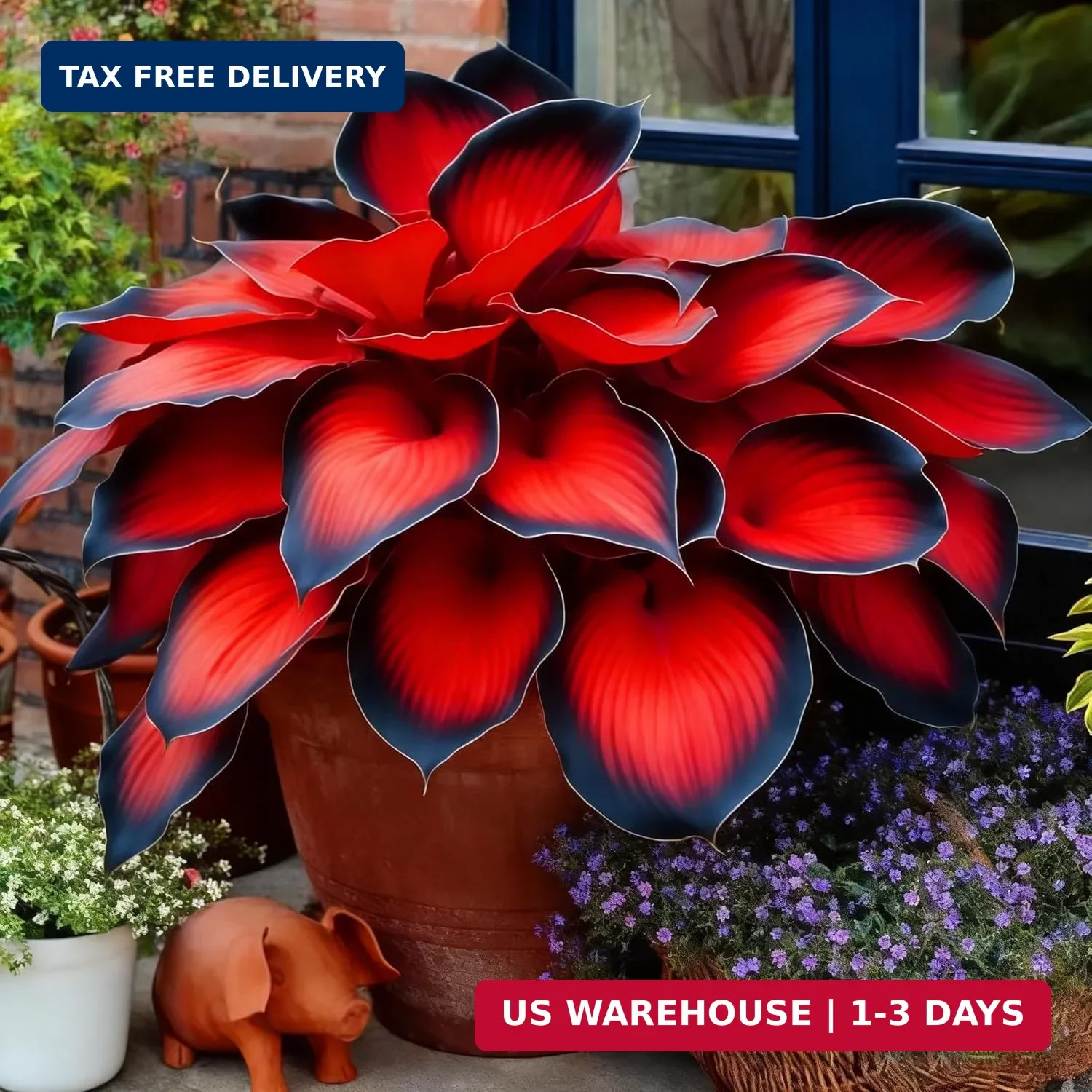 Hosta Seeds for Planting, 200+pcs Rare Perennial Hosta Flower Seeds, Non-GMO Hei