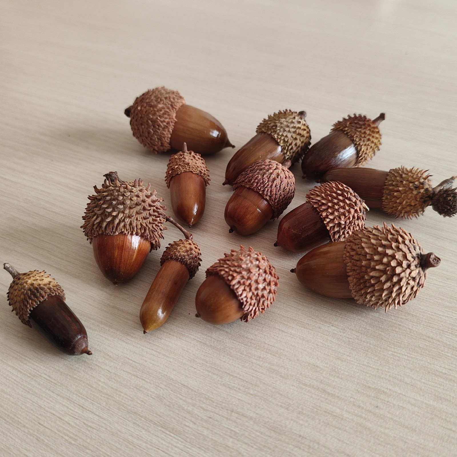 50 Pcs Hand Polished Real Dried Mix Acorns | Natural Cleaned And Baked Acorns