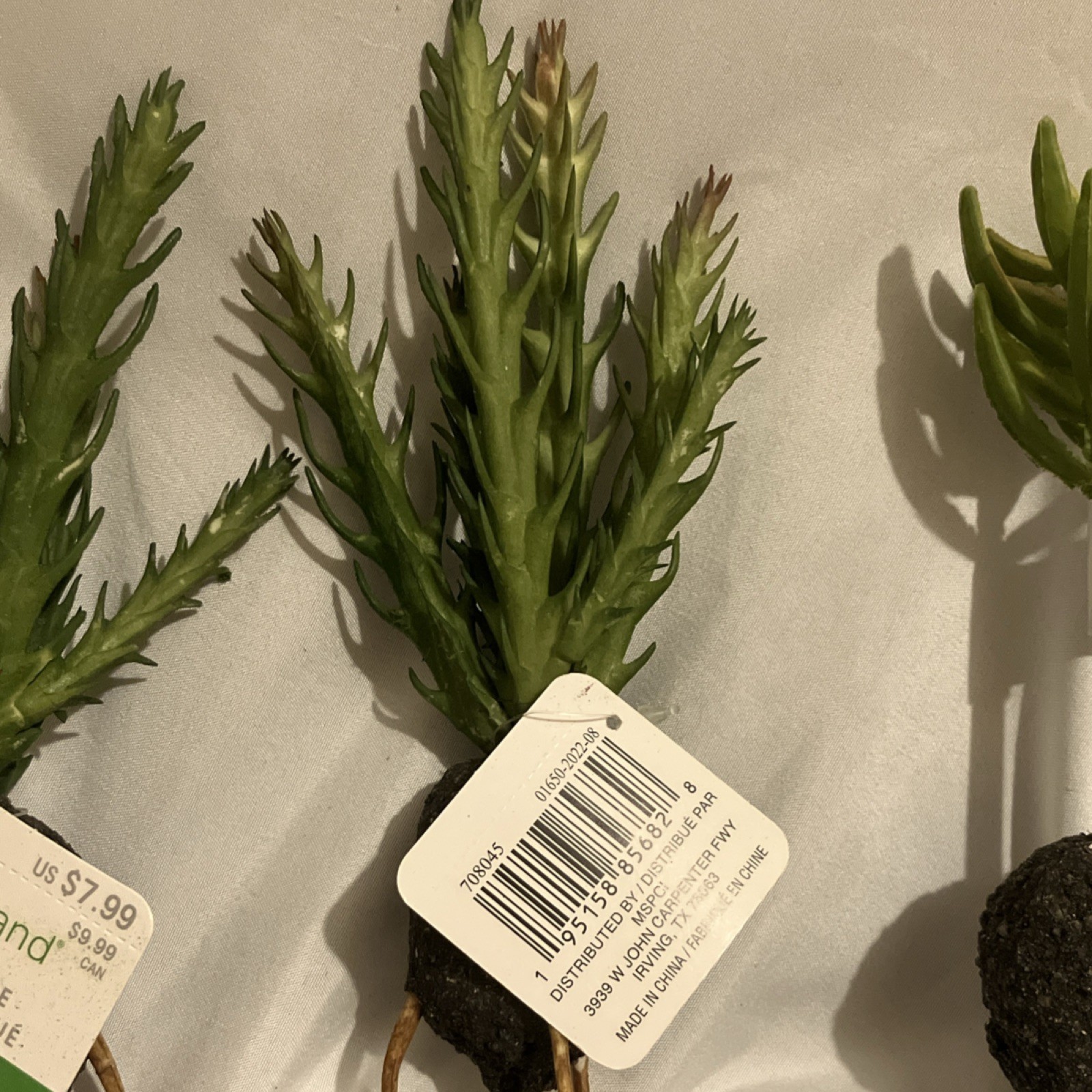 Ashland Artificial Cactus Houseplant Stems Green Set of 3
