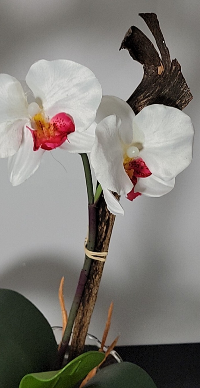 Nearly Natural 1277-WH Mini Phalaenopsis with Fluted Vase Silk Flower Arrangemen